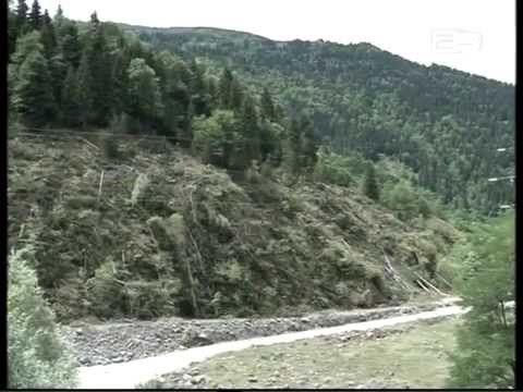 აჭარაში 100 ათასი კუბური მეტრი საშეშე მასალა გამოიყო