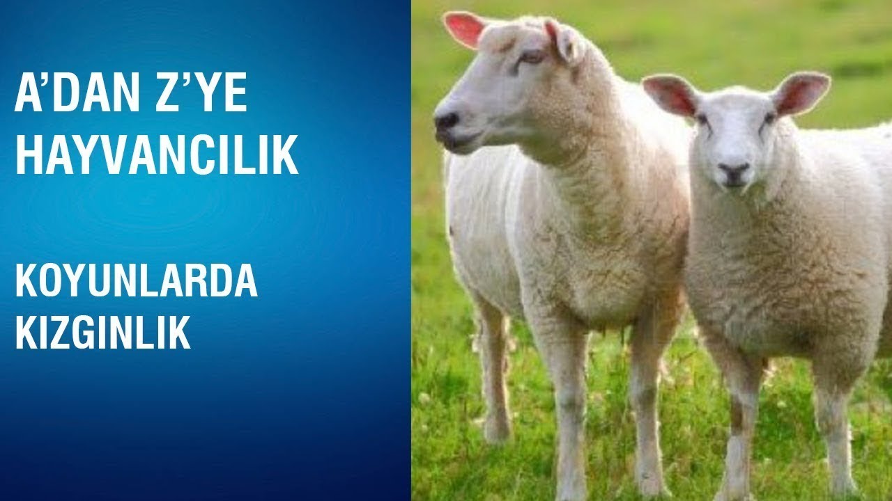 A'dan Z'ye Hayvancılık | Koyunlarda Kızgınlık | Koça Gelme