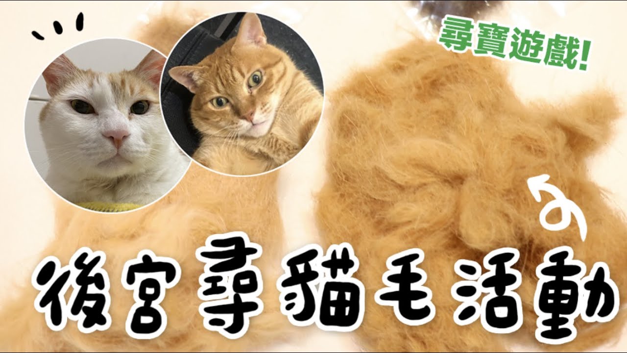 【黃阿瑪的後宮生活】後宮貓毛尋寶遊戲！