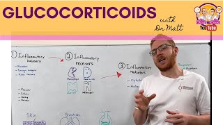 Glucocorticoids | Anti-Inflammation - Mechanism of Action