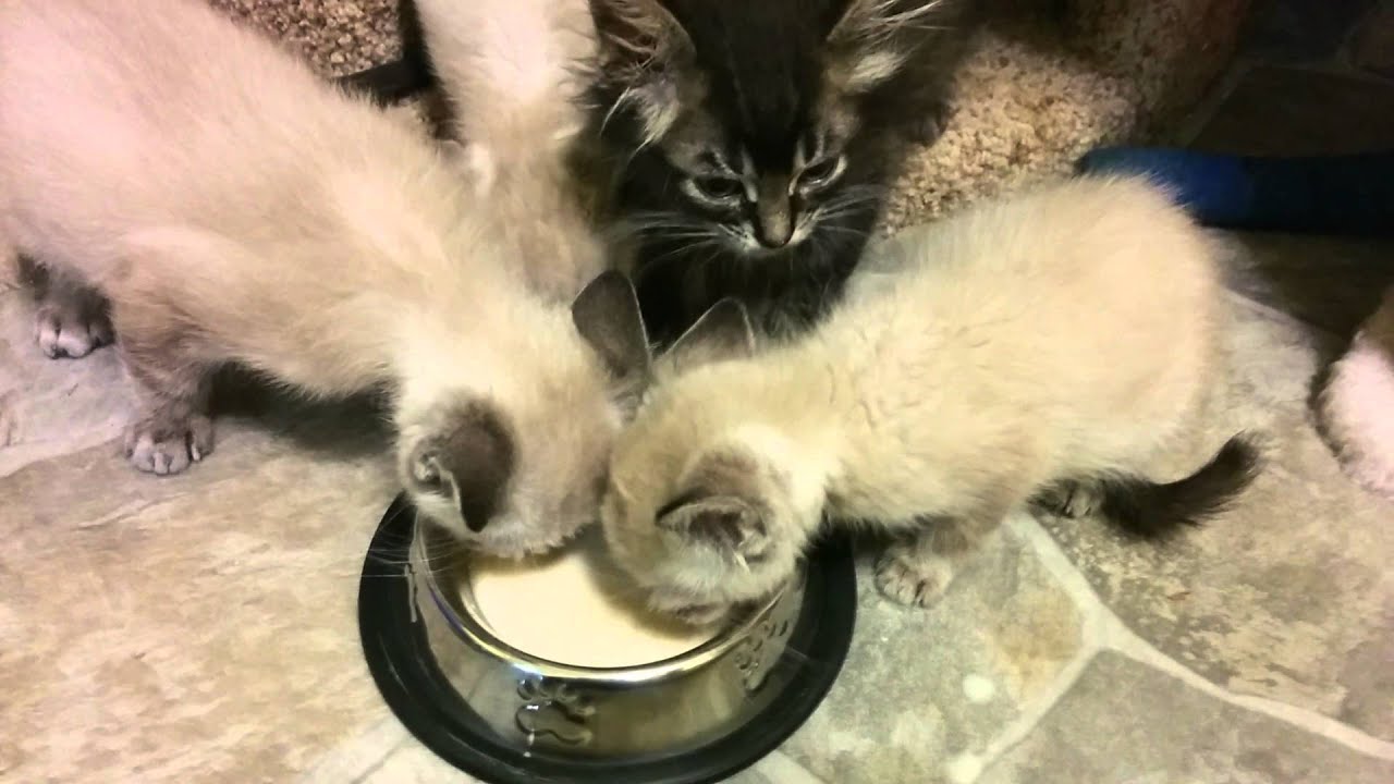 Skinny kittens eating their "Kitten Glop" YouTube