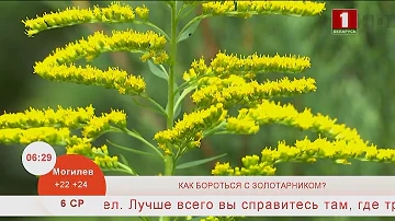 Добрай раніцы, Беларусь. Как бороться с золотарником?