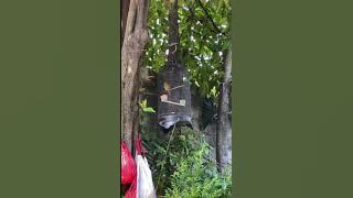 suara kenari ijo botol ngeriwik panjang