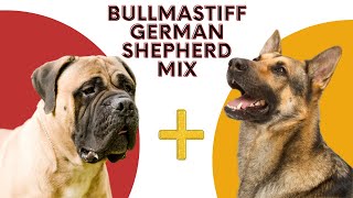 All About Bullmastiff German Shepherd Mix