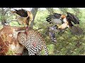 Angry Mother Hawk Rushed Attack Leopard Baby To Avenge Her Child| Mother Leopard Fail To Save Child