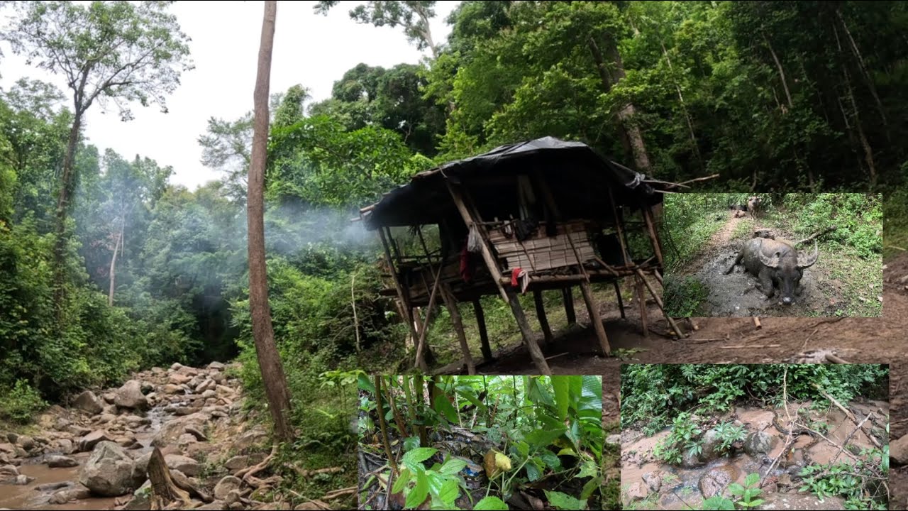 ตามหาควาย แต่เจองูเหลือมใหญ่ในป่า! เกือบไม่รอด หนีเข้ากระท่อมเก่ากลางป่าลึก #nature #hiking