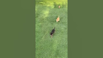 Jason Plays the Most Easy Kitten Hide and Seek