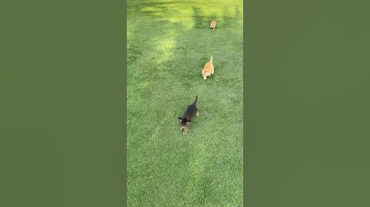 Jason Plays the Most Easy Kitten Hide and Seek