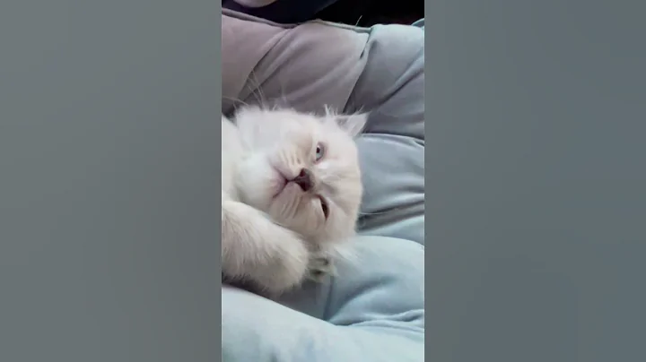 Watch the video about Luffy 🥰 cutest kitten #luffy #youtubeshorts #cute #cats #cutecats #animals