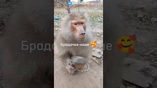 Никого Не Хотел Оскорбить 🫶 #Russia #Россия #Cat #Top #Кот #Rek #А4 #Brother #Monkey #Майнкрафт