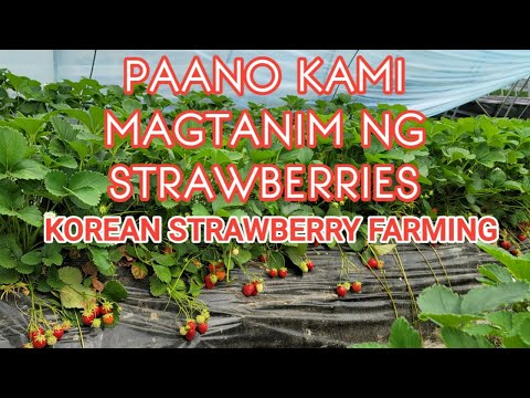Video: Paano Maghilom Ng Isang Strawberry Pattern