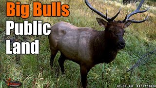 Is Hunting In Colorado Ruined ? | Bugling Bulls in September | MIKE HUNTS | by Mike Hunts 2,186 views 2 years ago 7 minutes, 59 seconds