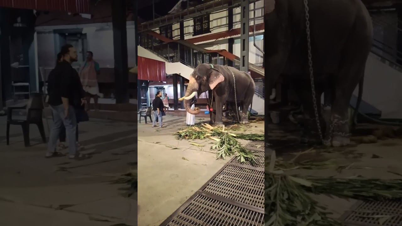 പട്ടതിന്ന് മടുത്തു കുറച്ച് പഴം തിന്നാം 😱😱#shortsfeed #shorts #viral