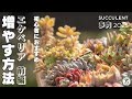 初心者におすすめ！エケベリア爆増計画！増やす準備編！（前編）