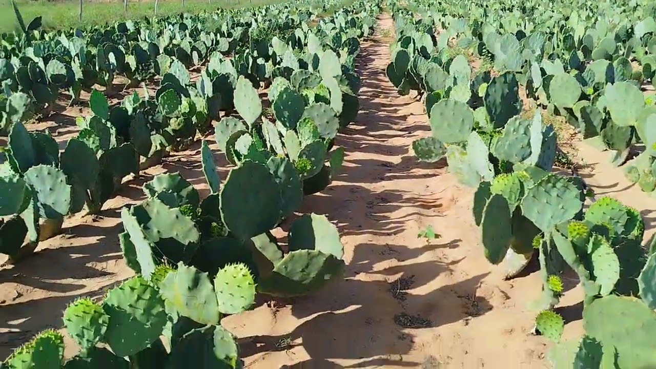 Qual é a melhor terra pra plantar Palma? Todas, é só ter zelo e cuidado. #gado #pecuarista 