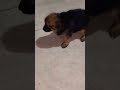 German Shepherd Puppy #germanshepherd #germanshepherddog #puppiesforsale