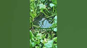 Câu cá rô đồng cỡ lớn #shorts (video) #giaitri .