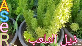 كيف يتم زراعه نبات اسبرجس ذيل الثلعب plant asparagus foxtail