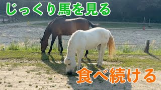 【じっくり馬を見てみよう】ひたすら草を食べる馬 by げんき牧場チャンネル 232 views 3 days ago 6 minutes, 3 seconds