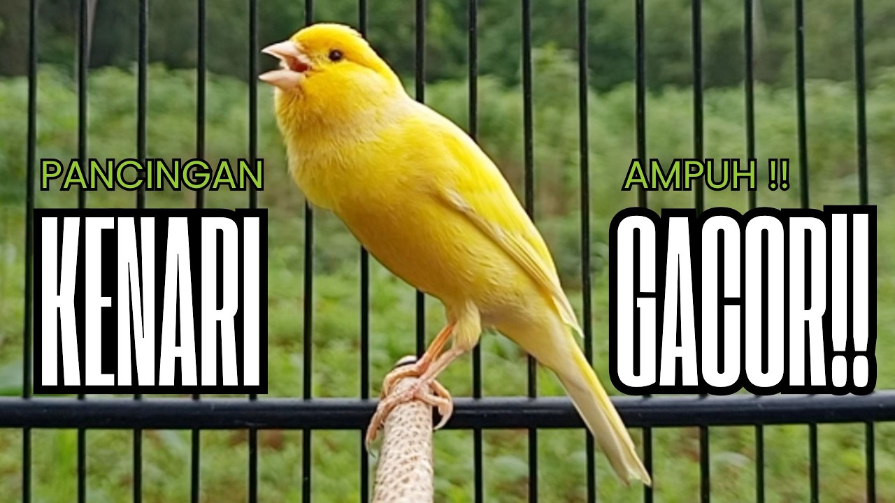 Pancingan Kenari GACOR panjang untuk Masteran Kenari PAUD & agar Kenari diam agar bunyi & gacor