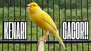 Download Lagu Pancingan Kenari GACOR panjang untuk Masteran Kenari PAUD \u0026 agar Kenari diam agar bunyi \u0026 gacor MP3