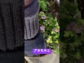 ネメシアとアネモネで素敵な寄せ植え #shorts