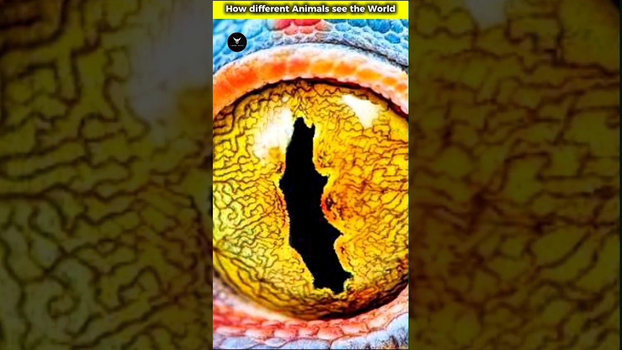How Different Animals See the World 