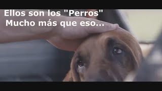 los Perros   - cariño, Lealtad  incondicional 🐕❤ Compártelo¡