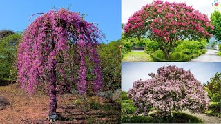 17 Beautiful Trees with Purple Flowers || Purple Flowering Trees