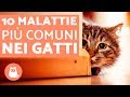 10 MALATTIE più comuni nei gatti