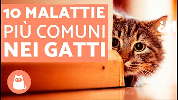 Quali sono le malattie infettive dei gatti?