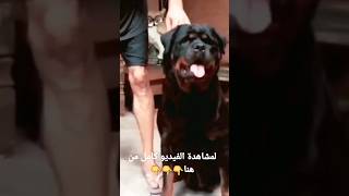 أهم مميزات تربية | كلب الروت وايلر?عصابة_الكلاب_و_القطط .. rottweiler dog