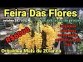 Feira Das Flores Mais Baratas do Brasil #orquídeas #begonias #azaleias #Samambaias #anturios #ceasa