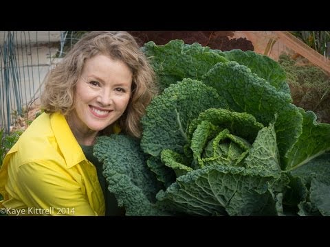 Video: What Does Savoy Cabbage Look Like?