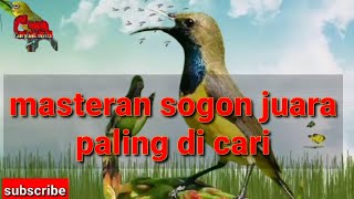 masteran sogon isian kenari jernih 100% | masteran burung juara