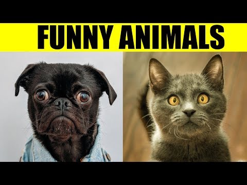 Video: The funniest animals: photo, description