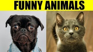 Funny Animal Pictures - Funniest Photos Of Animals Slideshow