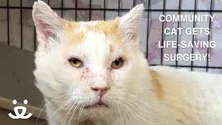 Community Cat Finds New Sight - and a New Chance at Life!