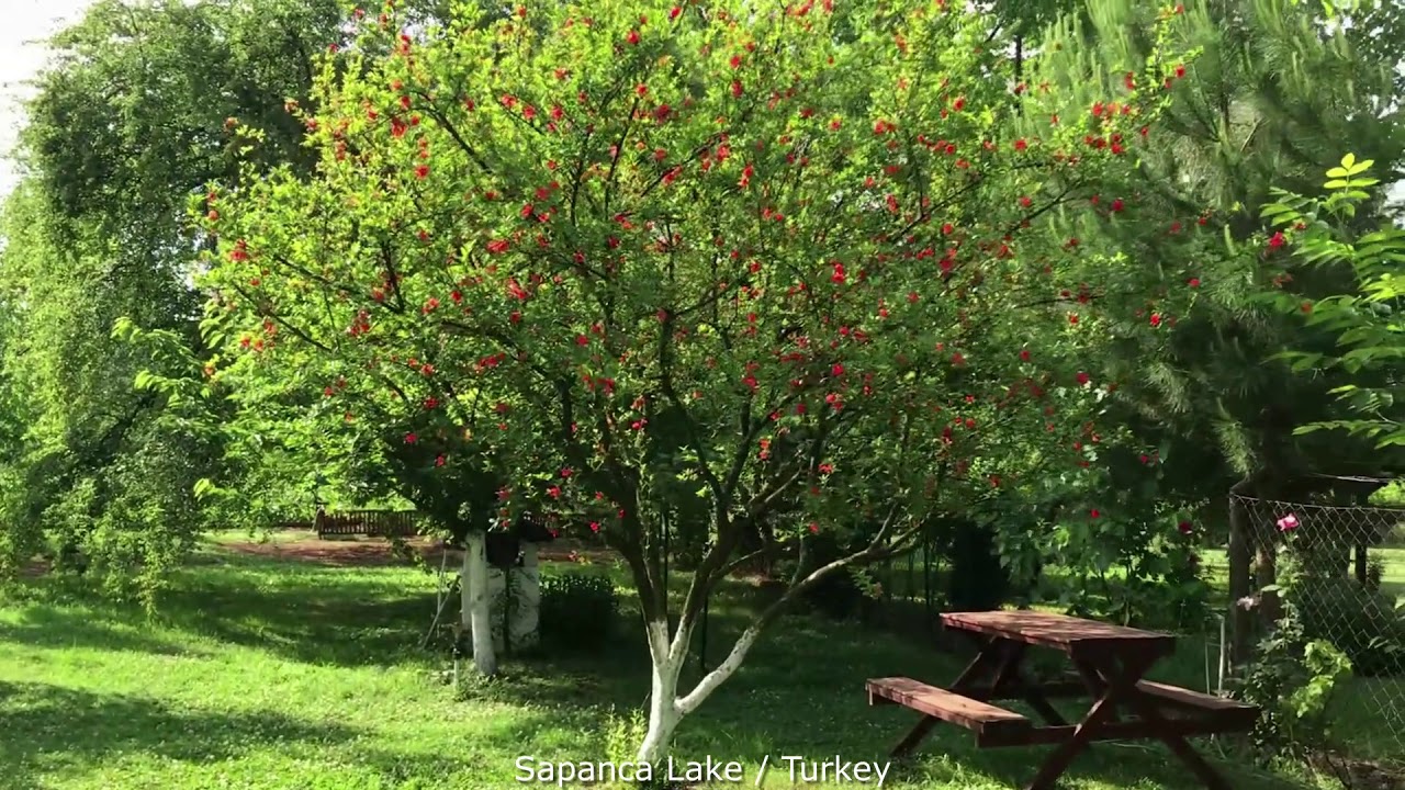 فيلا للبيع في صبنجة ، تركيا