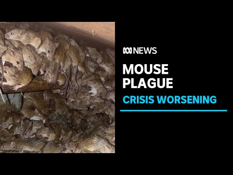 Worsening NSW mouse plague now an 'economic and public health crisis' | ABC News