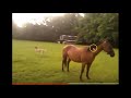 Deer Runs Around A Horse - Discussing CWD In Deer