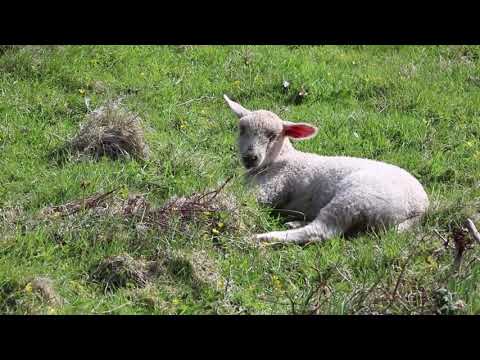 pixbay free video Lamb