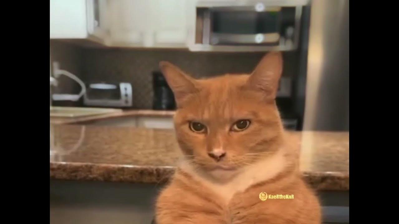 cat-mewing-lookmaxxing-youtube