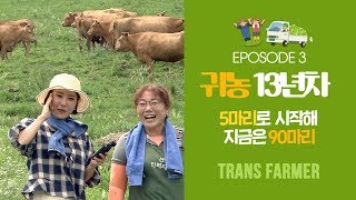 귀농 13년차 부부의 90마리 소 키우기 [트랜스파머] 190827