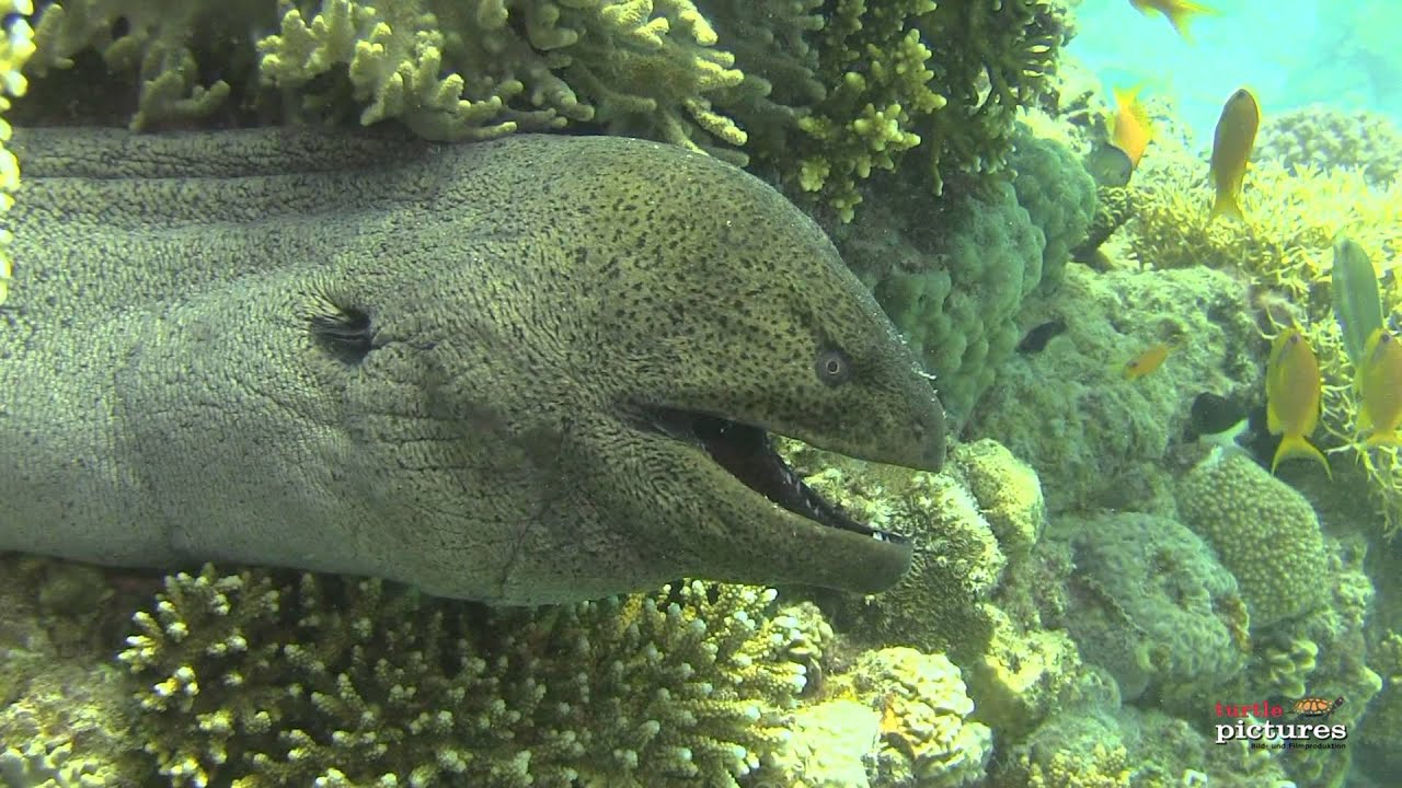 muräne rezept Tauchen mit den RedSea-Divers - Juni 2013