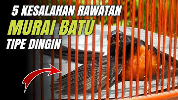 🔴Inilah 5 kesalahan yang sering di lakukan bagi pemula‼️