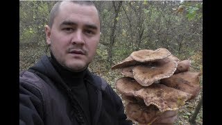 ОПЁНОК осенний ВПЕЧАТЛЯЕТ размерами  