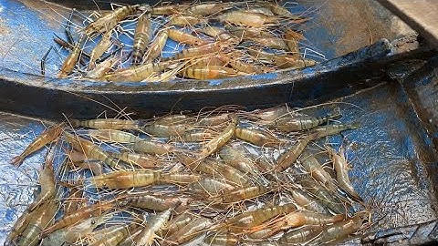 Mùa Nước Nổi Về Nhiều Thì Tôm Càng Xanh Cũng Đầy Khoan | Cù Lao Dung Vlogs #261