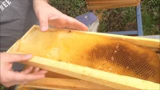 NNY Bees  Very Simple Graftfree Queen Rearing Method