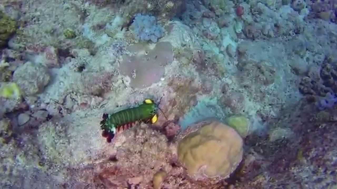 goproh3 bl ed red